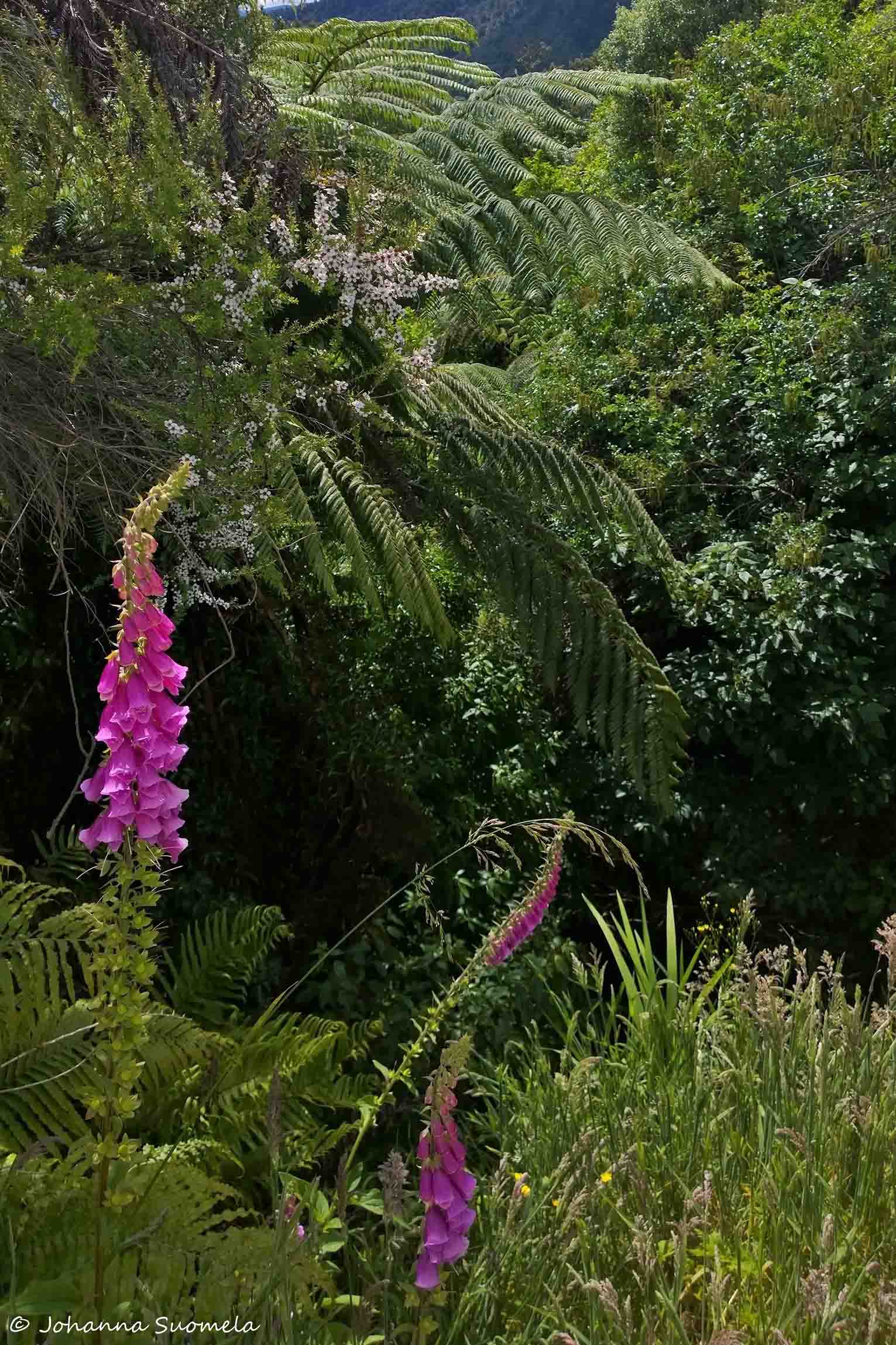 Te Urewera