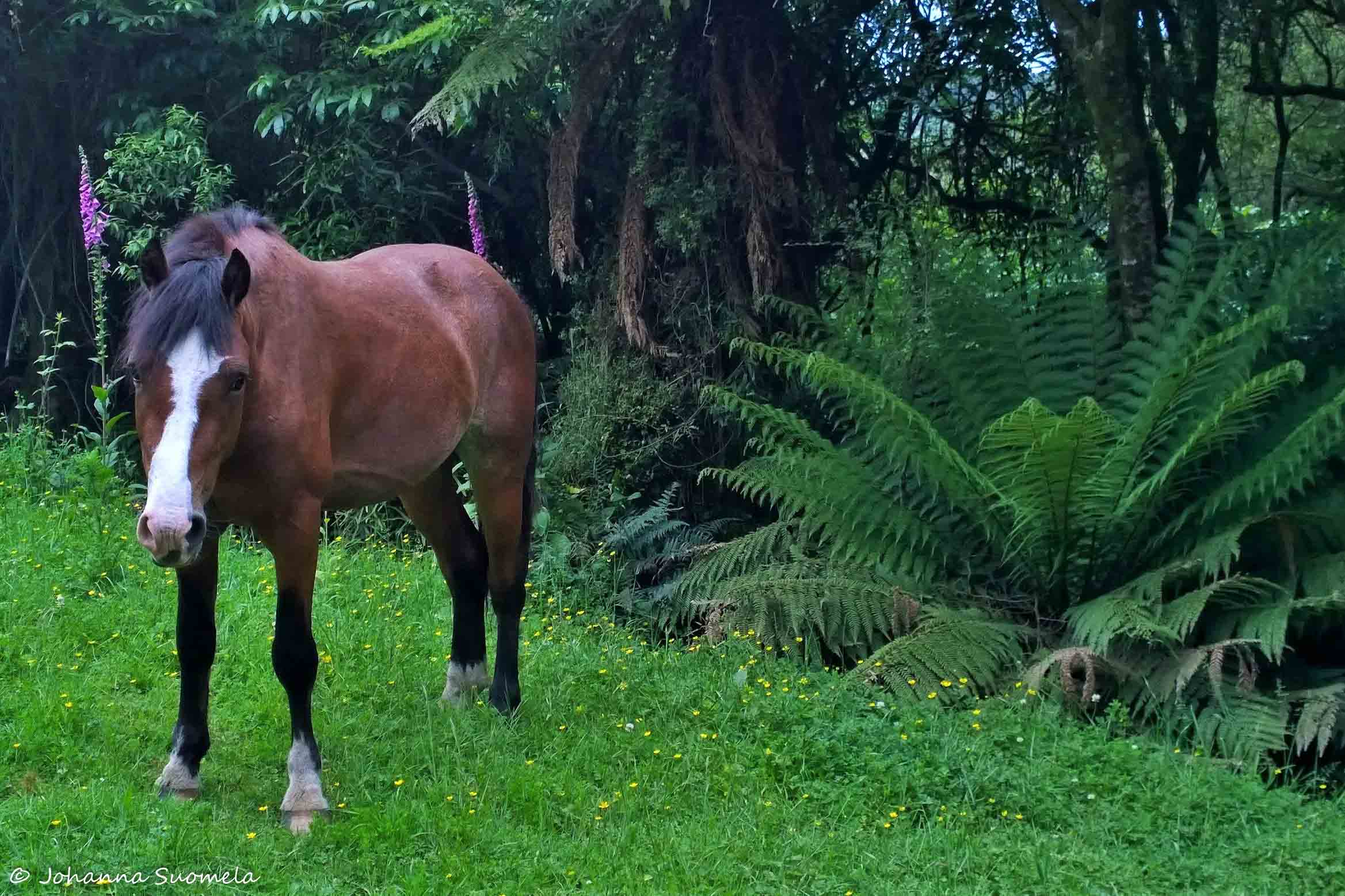 Te Urewera