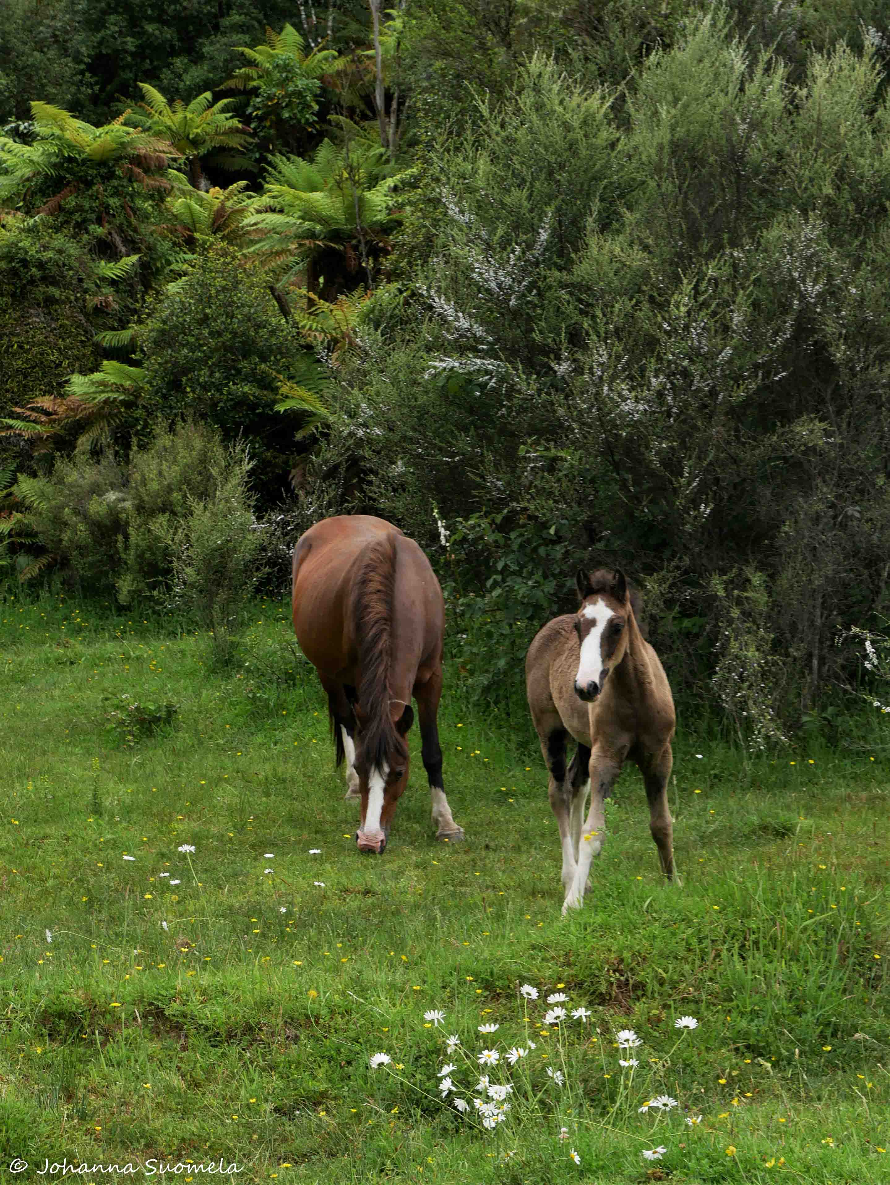 Te Urewera