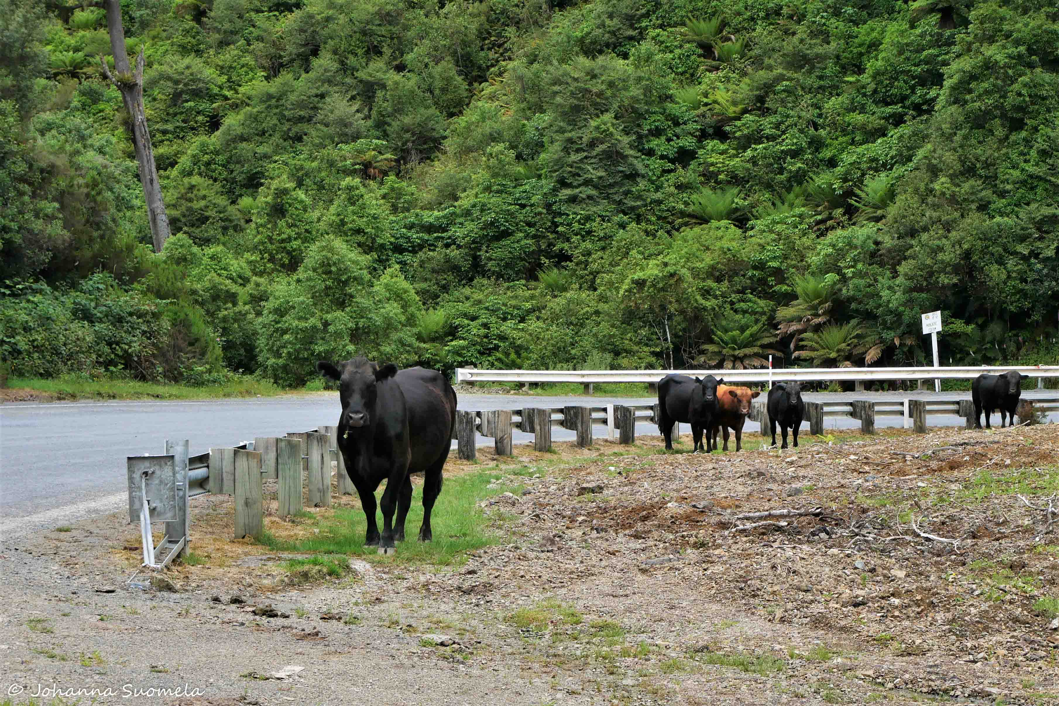 Te Urewera