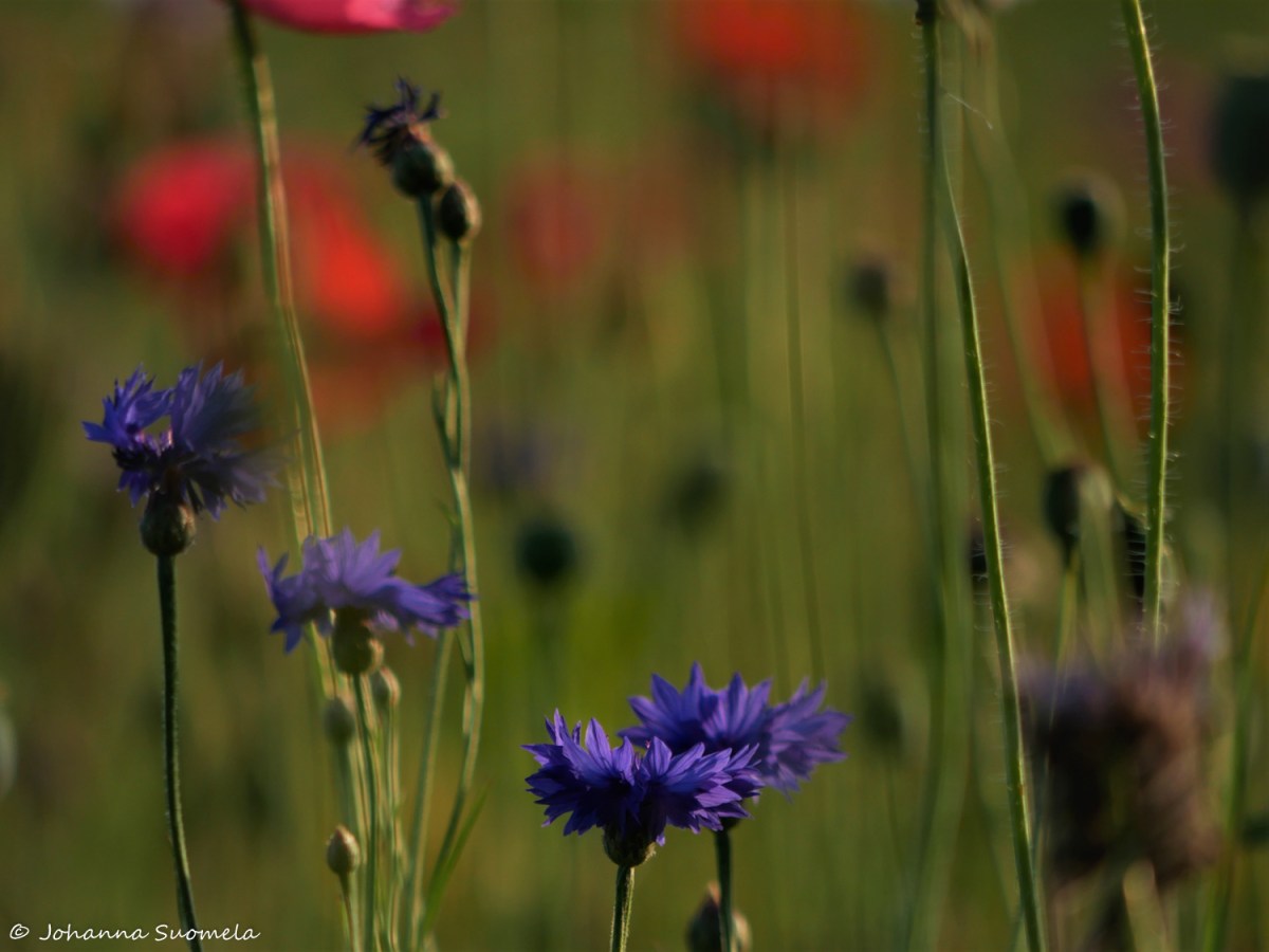 Kukkapelto ruiskukat
