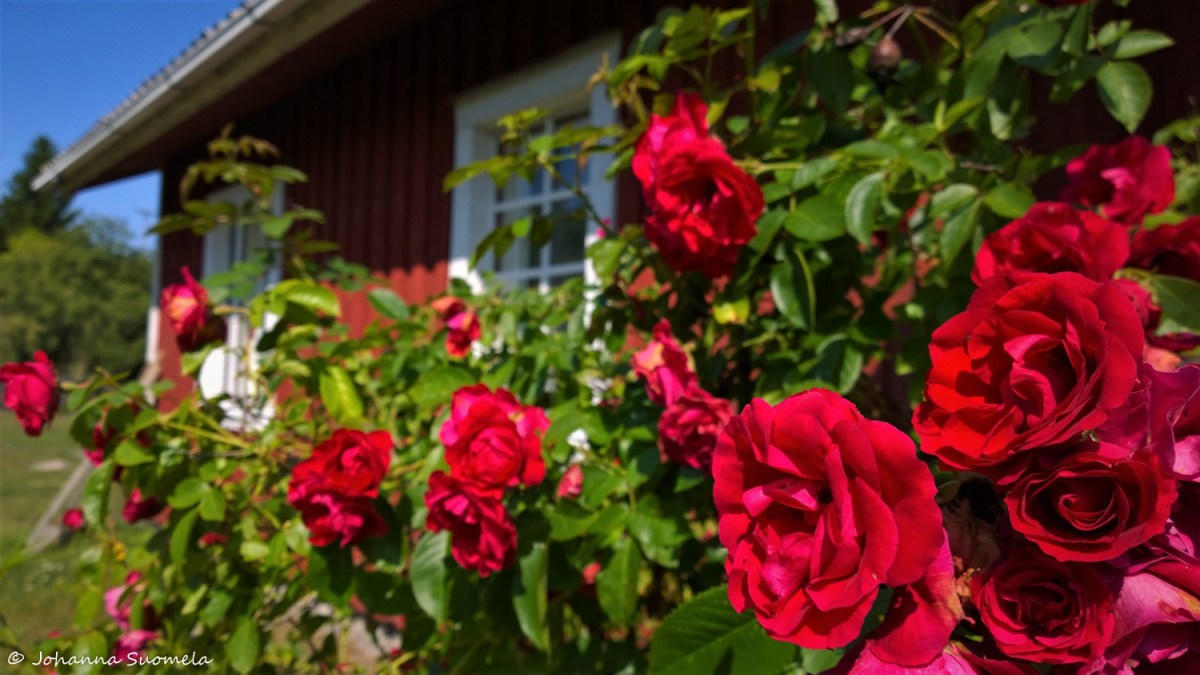 Rosalan viikinkikeskus