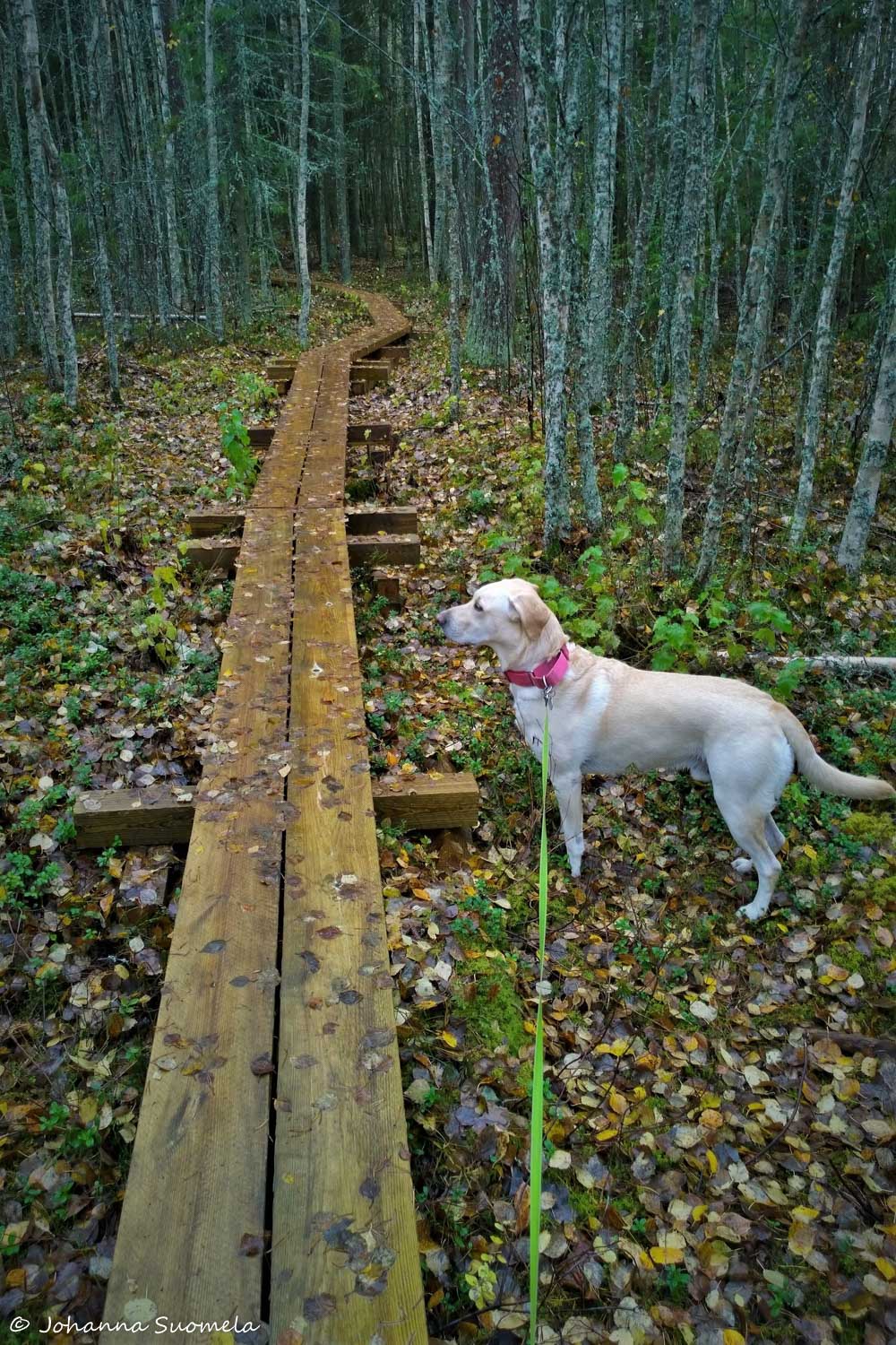 Torronsuo uudet pitkokset