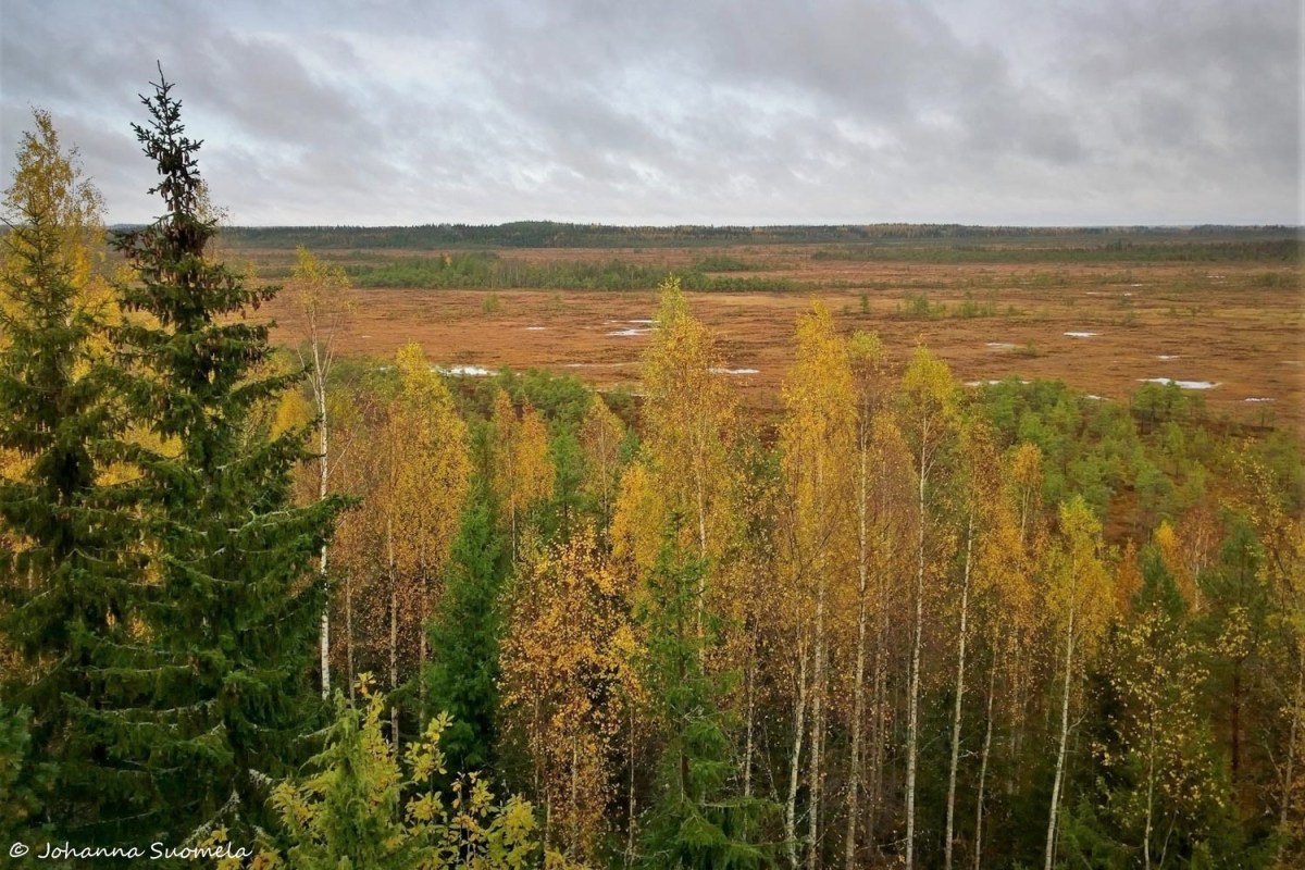 Torronsuo Idänpään kallion lintutorni