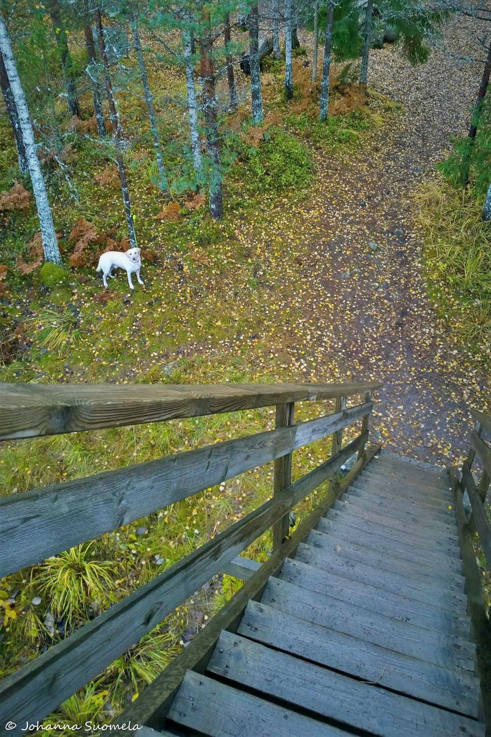 Torronsuo Idänpään kallion lintutorni