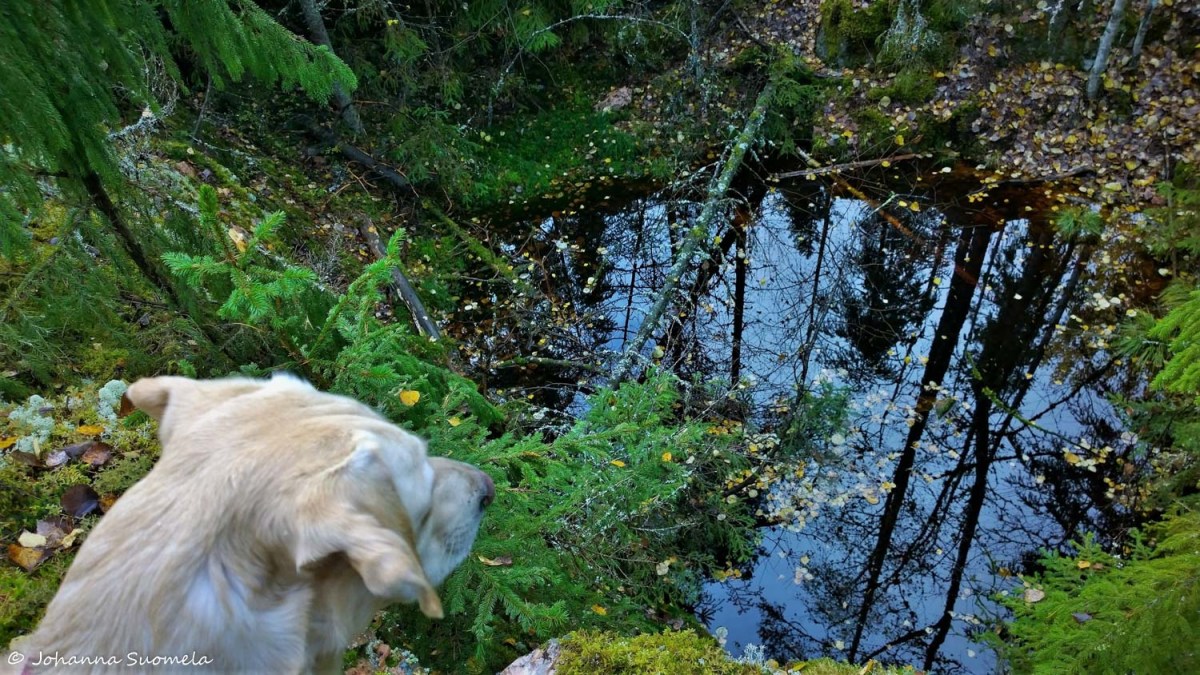 Torronsuo Härksaaren avolouhos