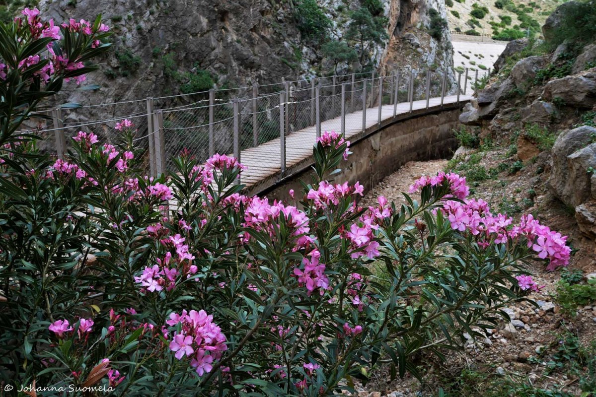 CaminitoDelRey