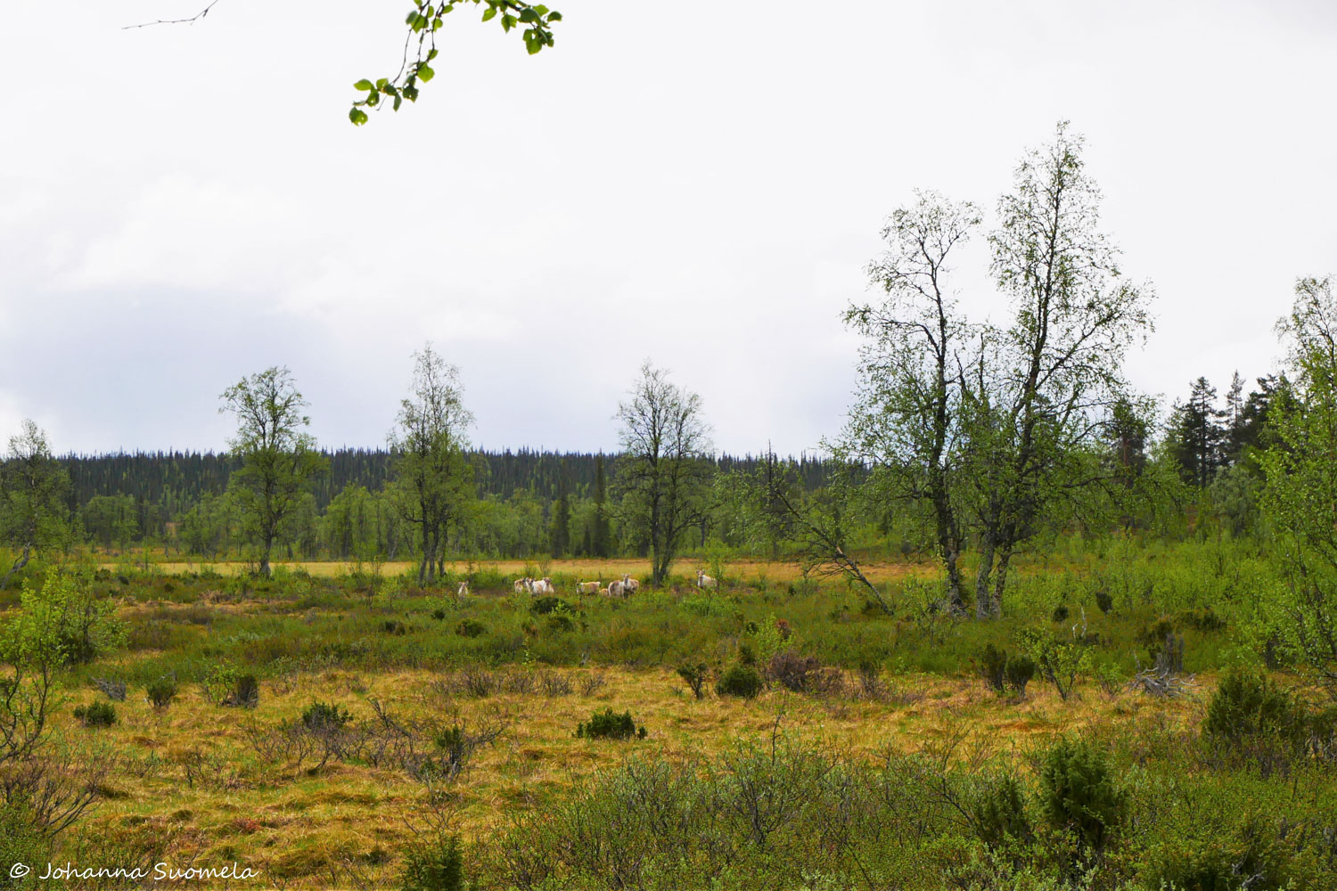 Korvatunturi vaellus UKK-puisto poroja