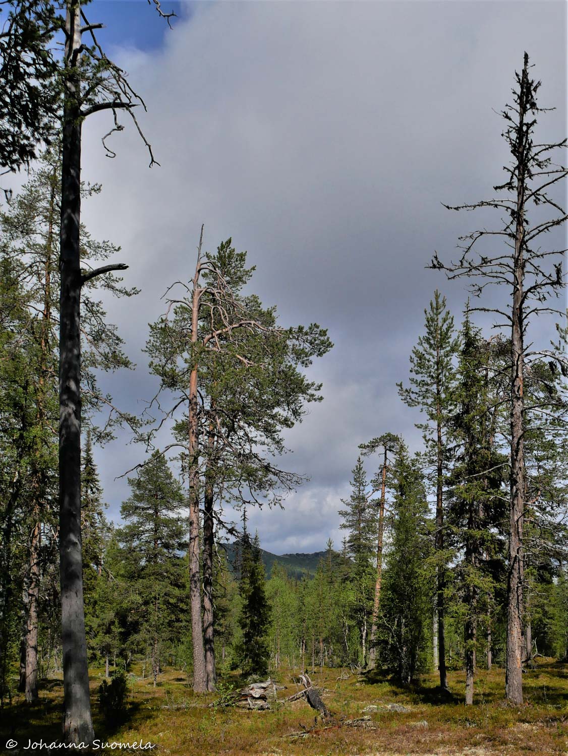 Korvatunturi vaellus UKK-puisto