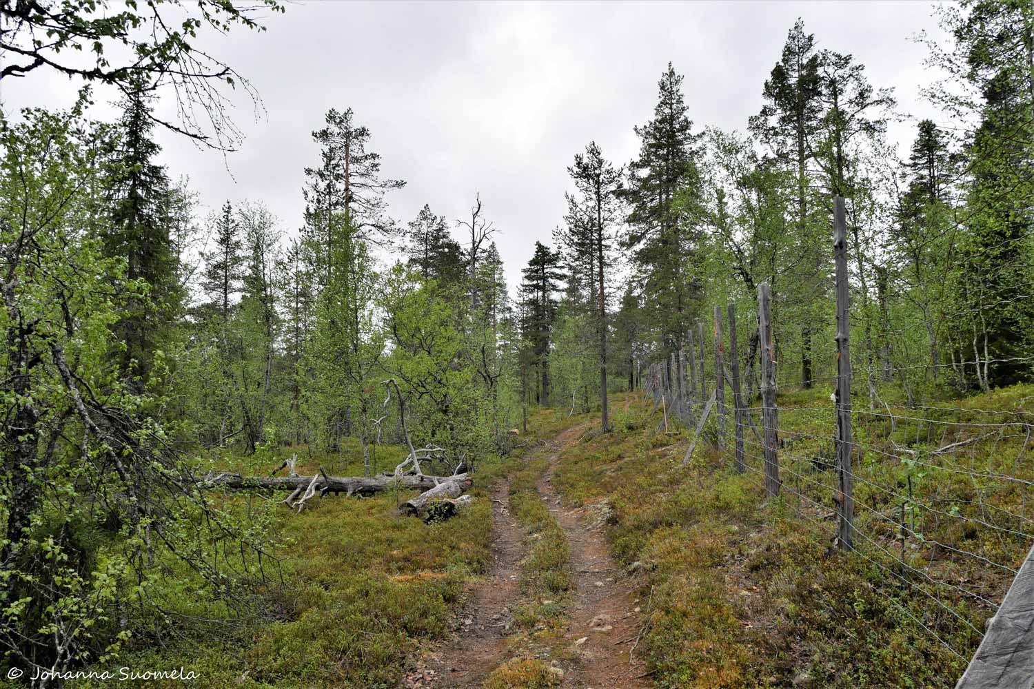 Korvatunturi vaellus UKK-puisto poroaita