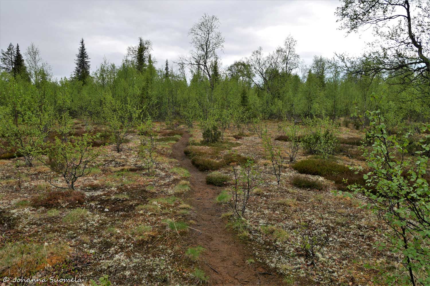 Korvatunturi vaellus UKK-puisto