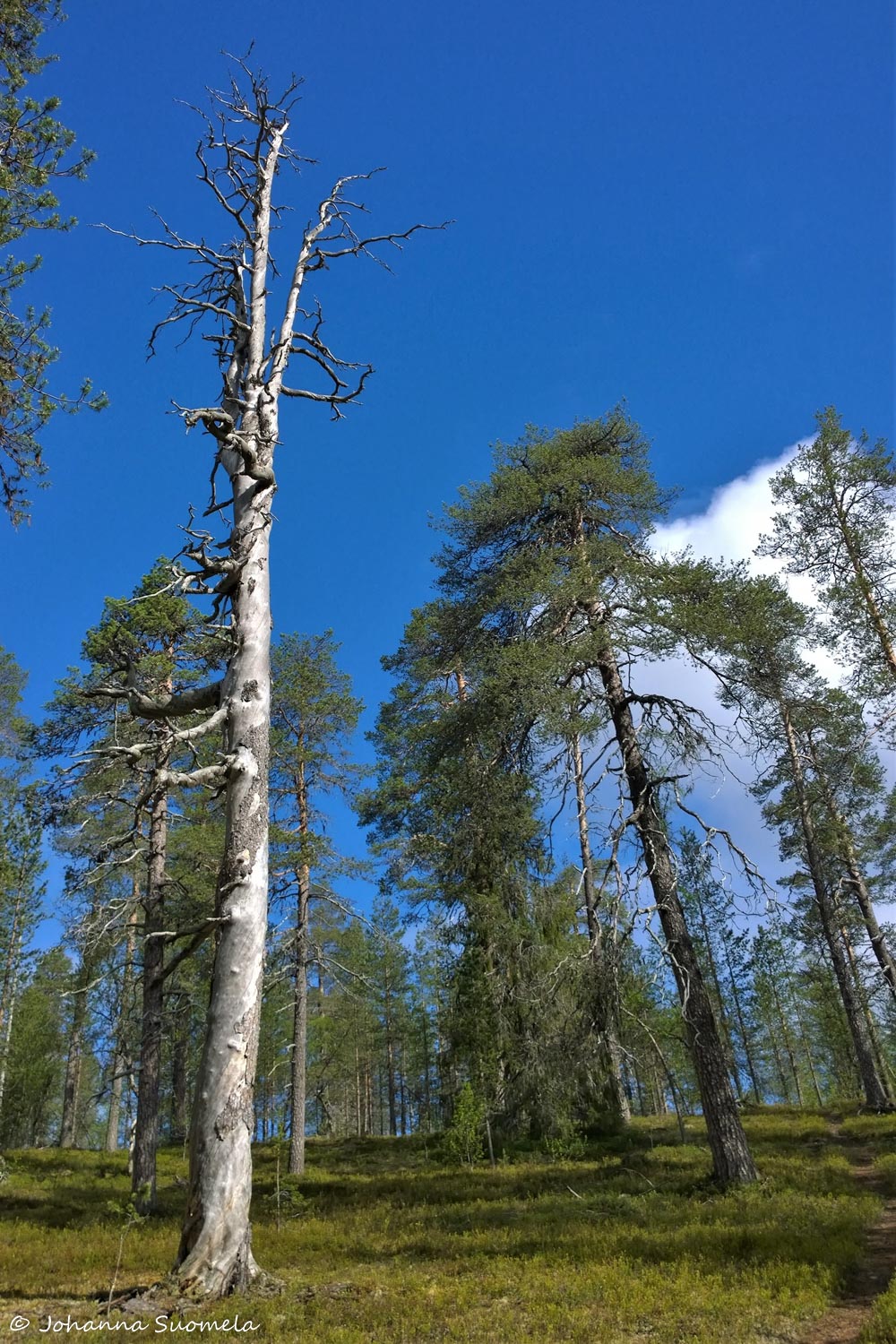 Korvatunturi vaellus UKK-puisto Vieriharjun kelo