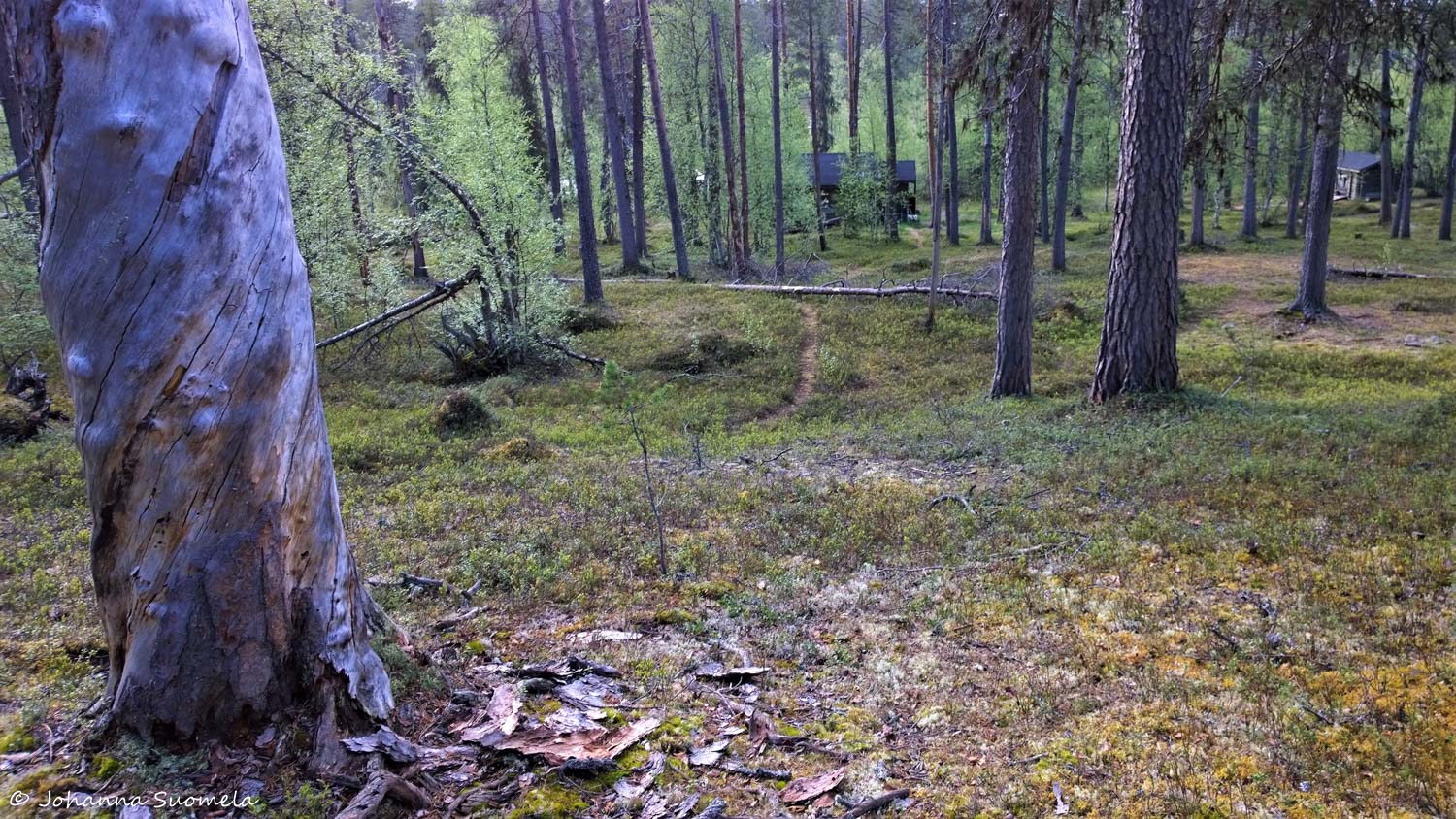 Korvatunturi vaellus UKK-puisto Vieriharjun autiotupa