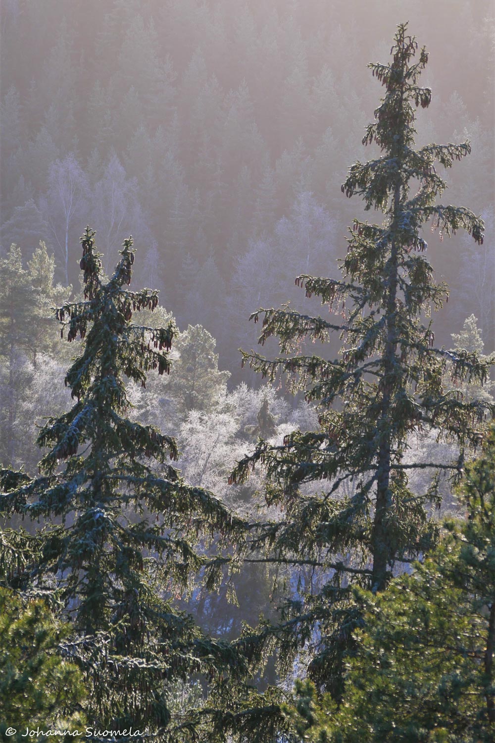 Saaren kansanpuisto Kaukolanharju