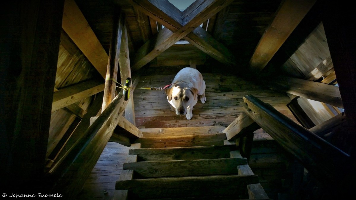 Kaukolanharjun näköalatorni yläportaat
