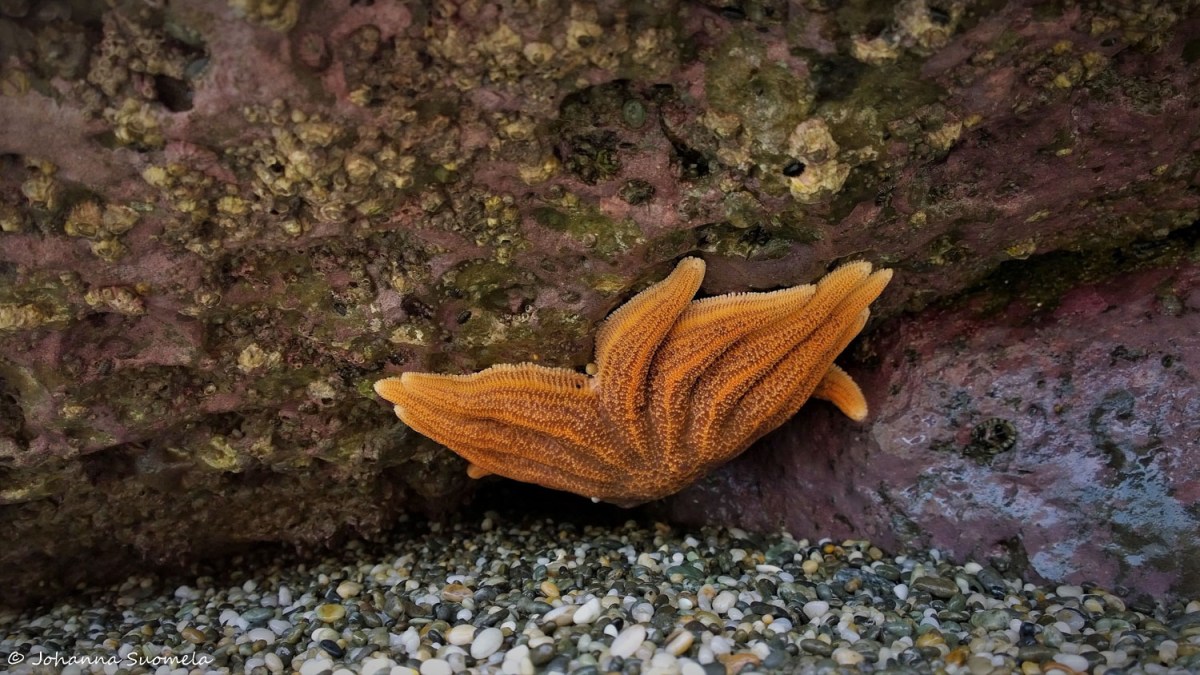 Paparoa Uusi-Seelanti