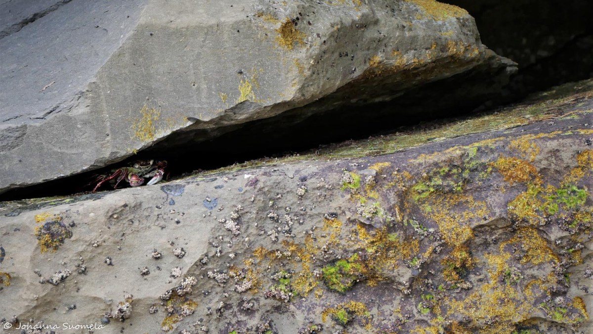 Paparoa Uusi-Seelanti