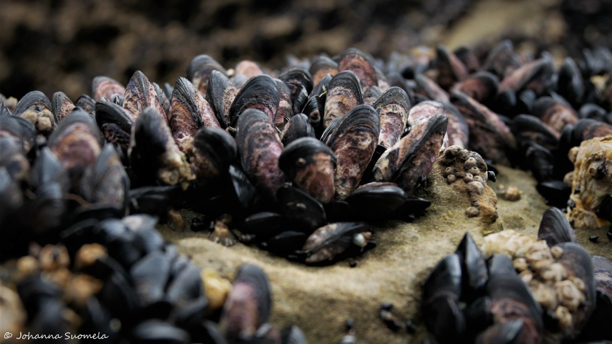 Paparoa Uusi-Seelanti