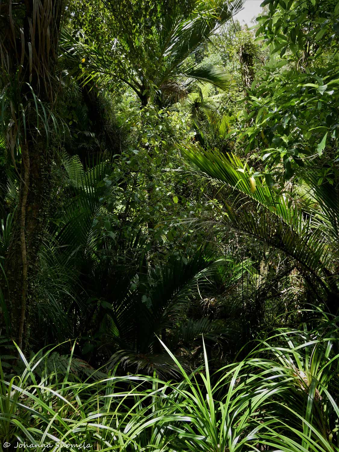 Paparoa Uusi-Seelanti