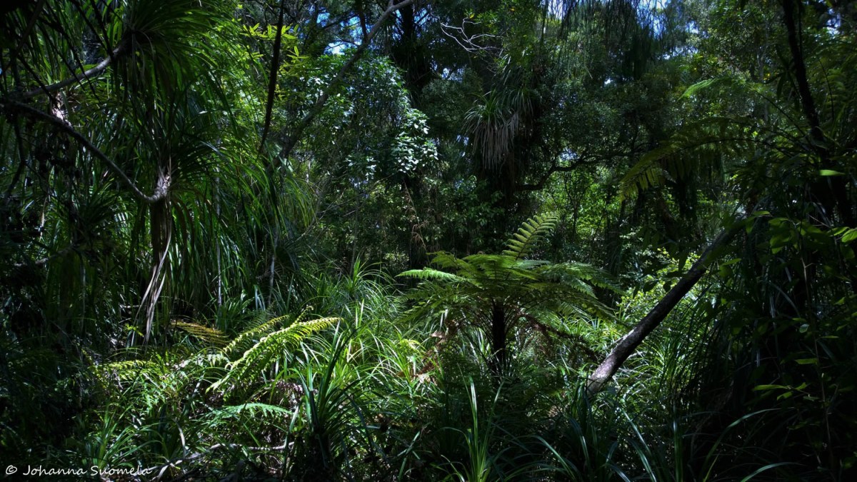 PaparoaUusiSeelanti20181218024334