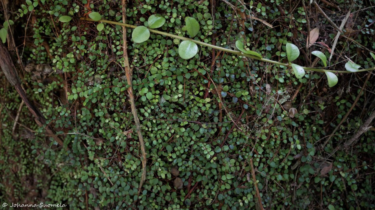 Paparoa Uusi-Seelanti