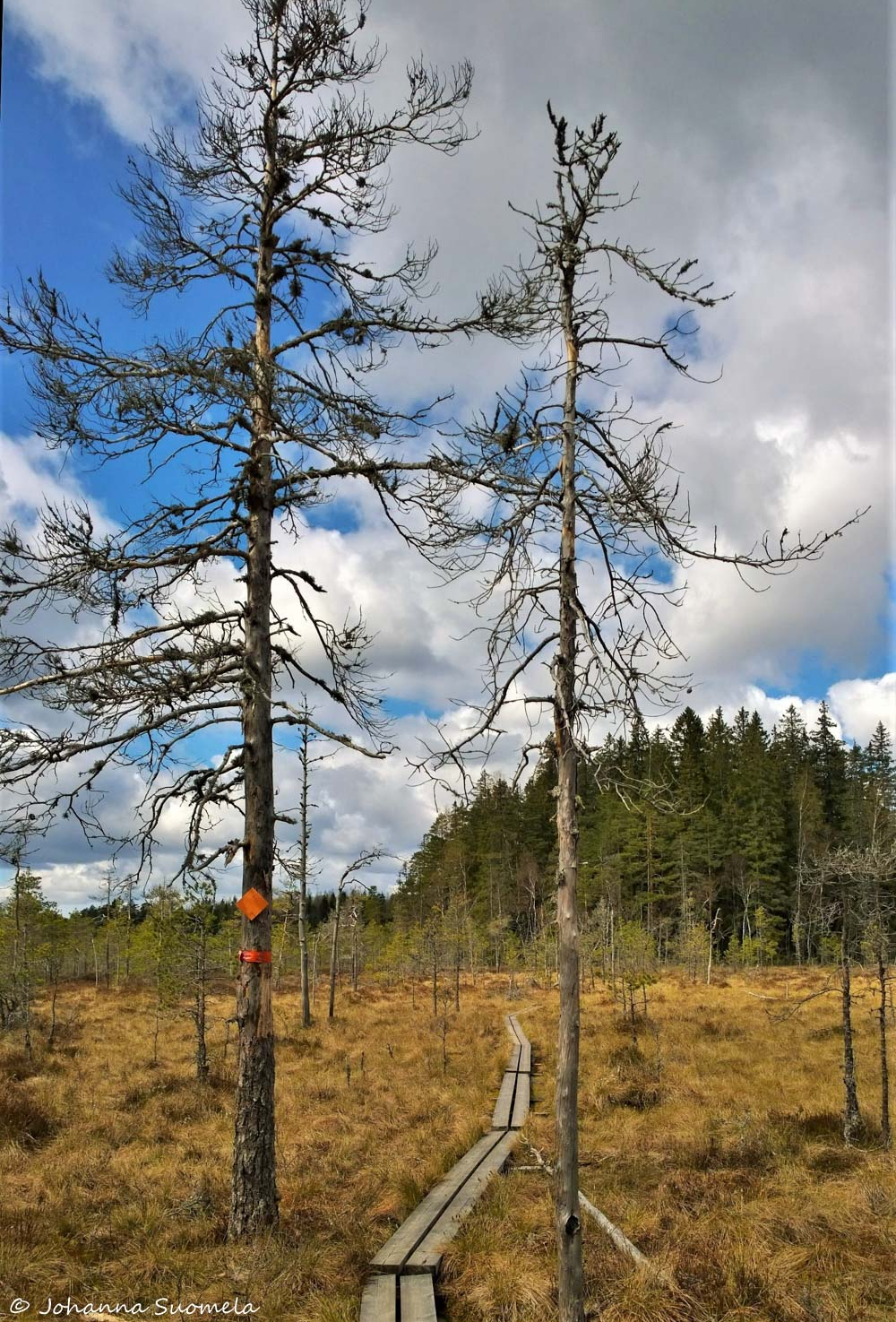 Kurjenrahkan kansallispuisto