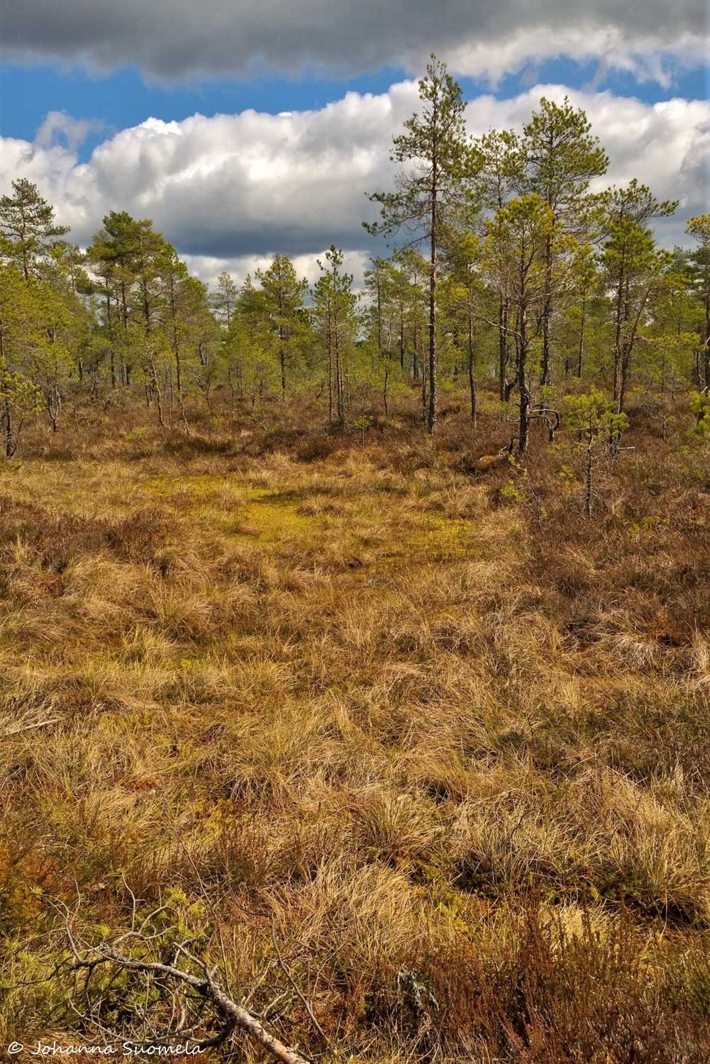 Kurjenrahkan kansallispuisto