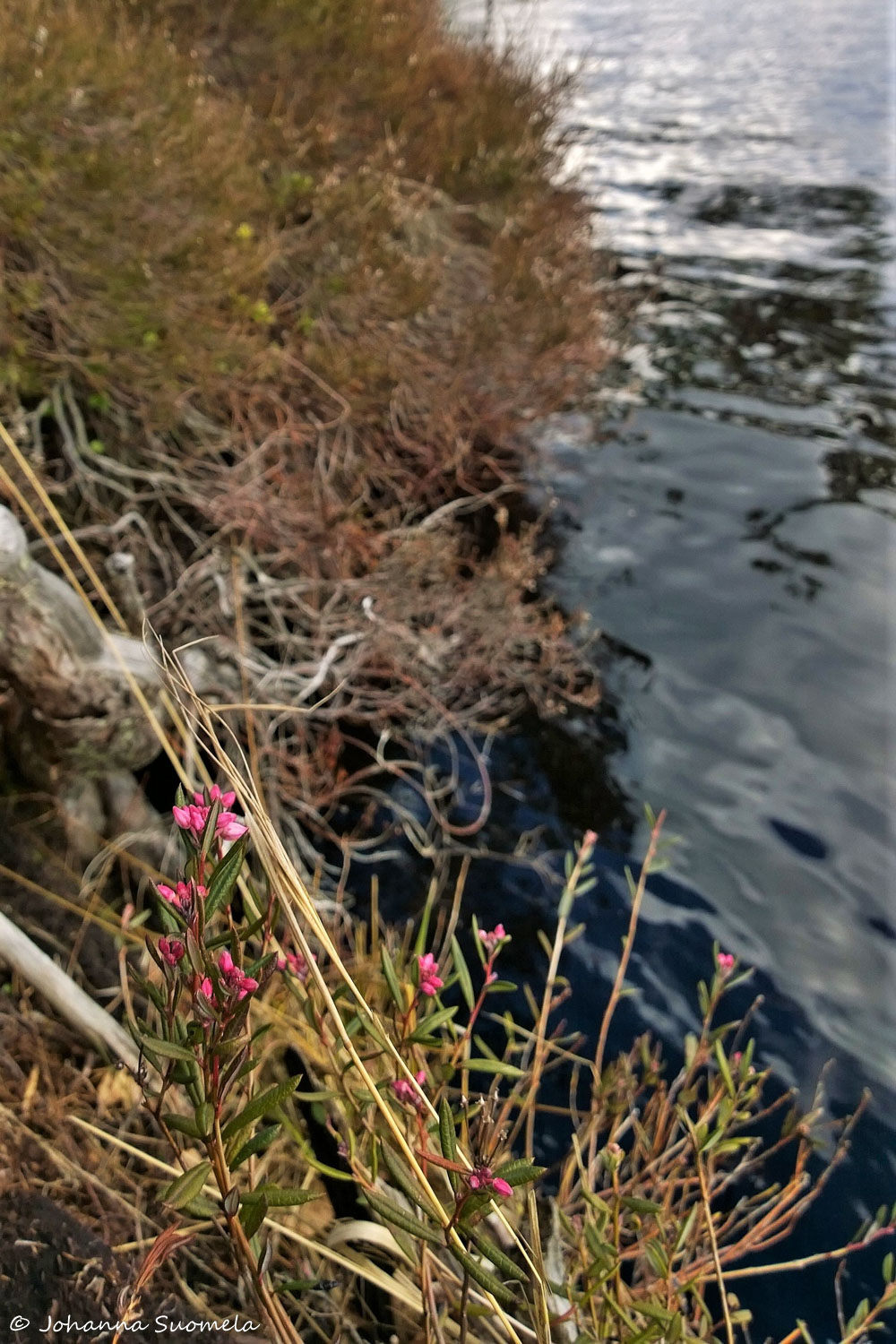 Kurjenrahkan kansallispuisto