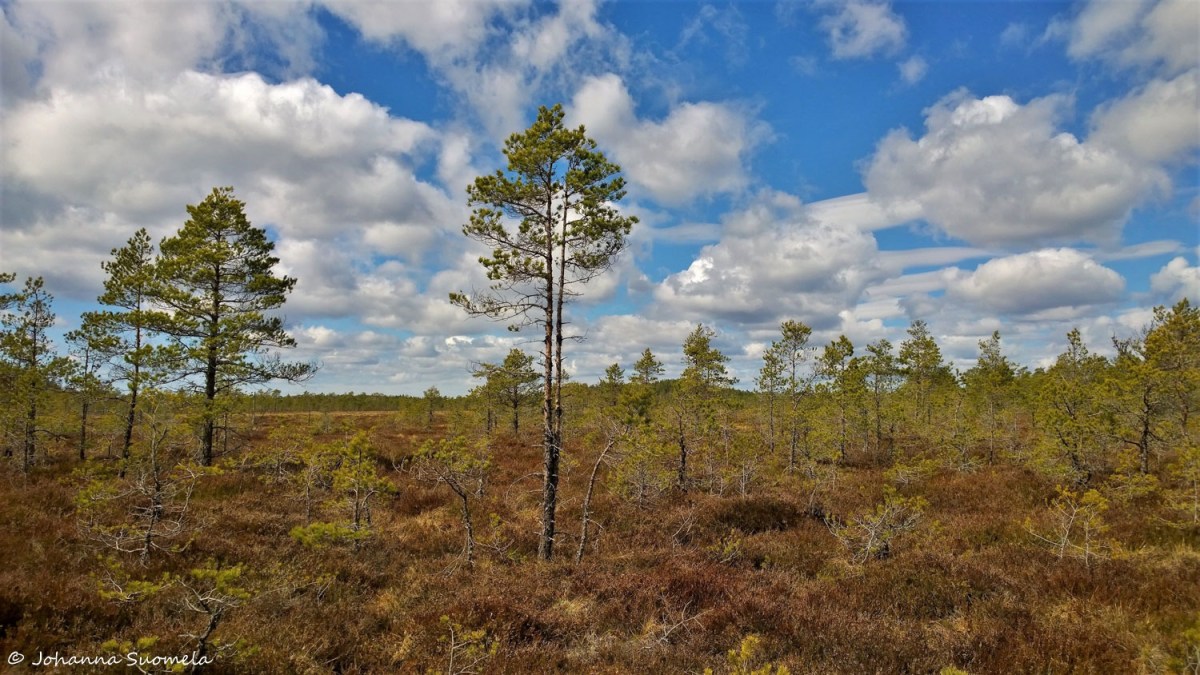 Kurjenrahkan kansallispuisto