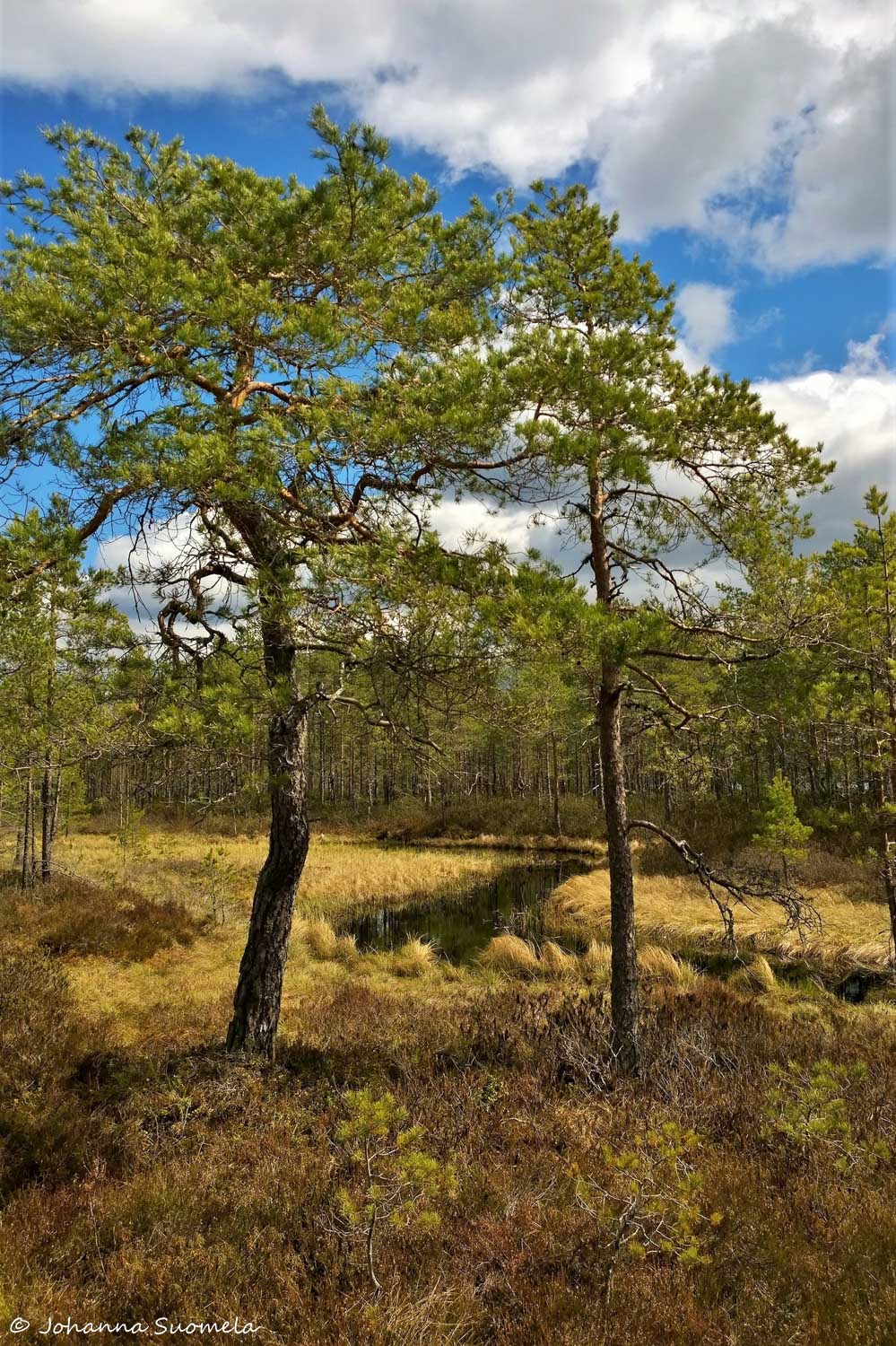 KurjenrahkanKansallispuisto20200515132642