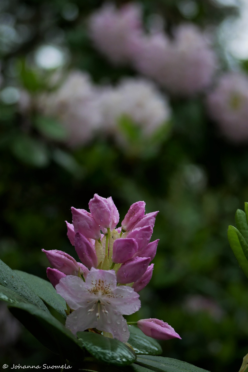 HaaganAlppiruusupuisto