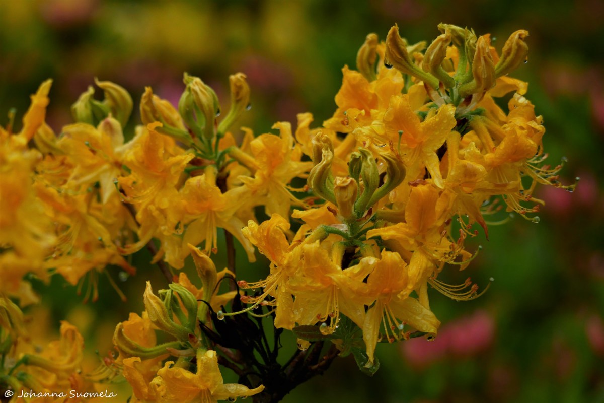 HaaganAlppiruusupuisto