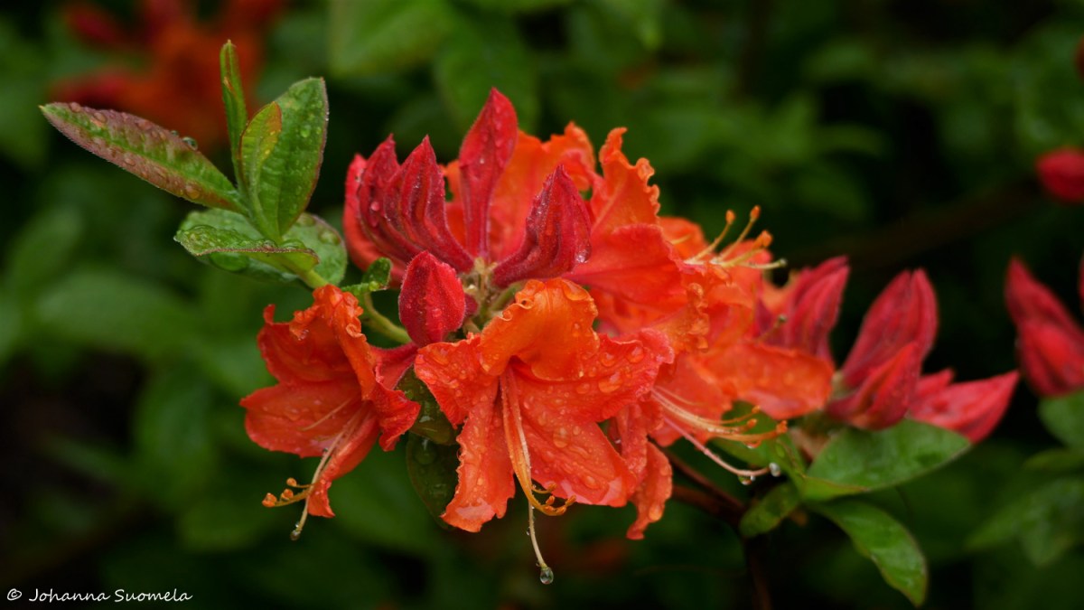 HaaganAlppiruusupuisto