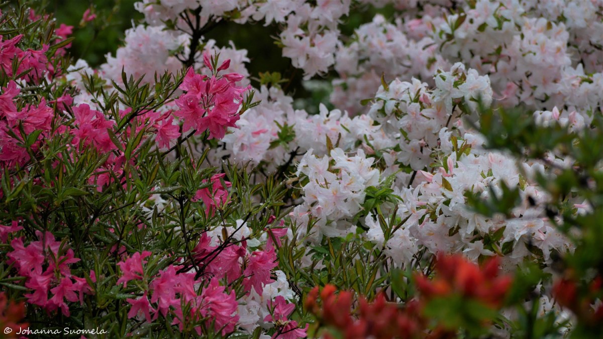 HaaganAlppiruusupuisto