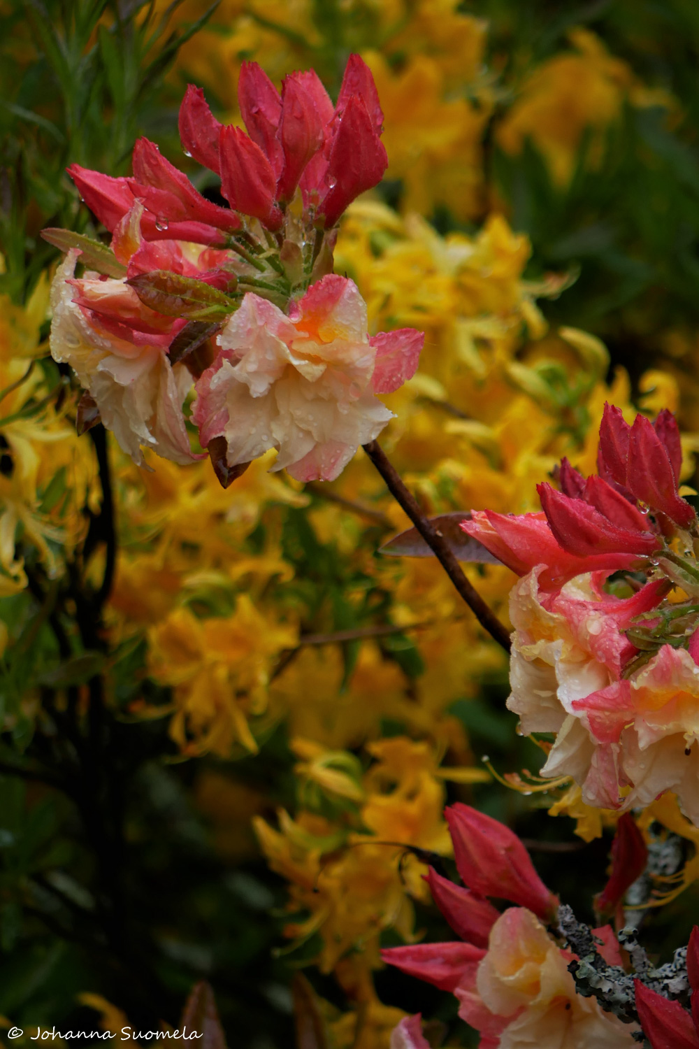 Haagan Alppiruusupuisto