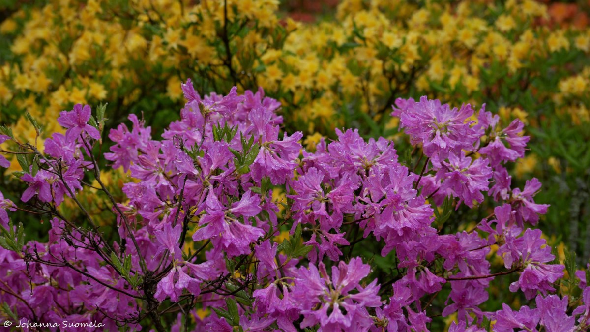 HaaganAlppiruusupuisto