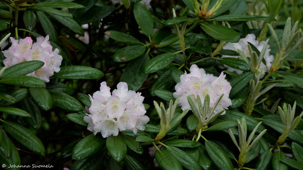 HaaganAlppiruusupuisto