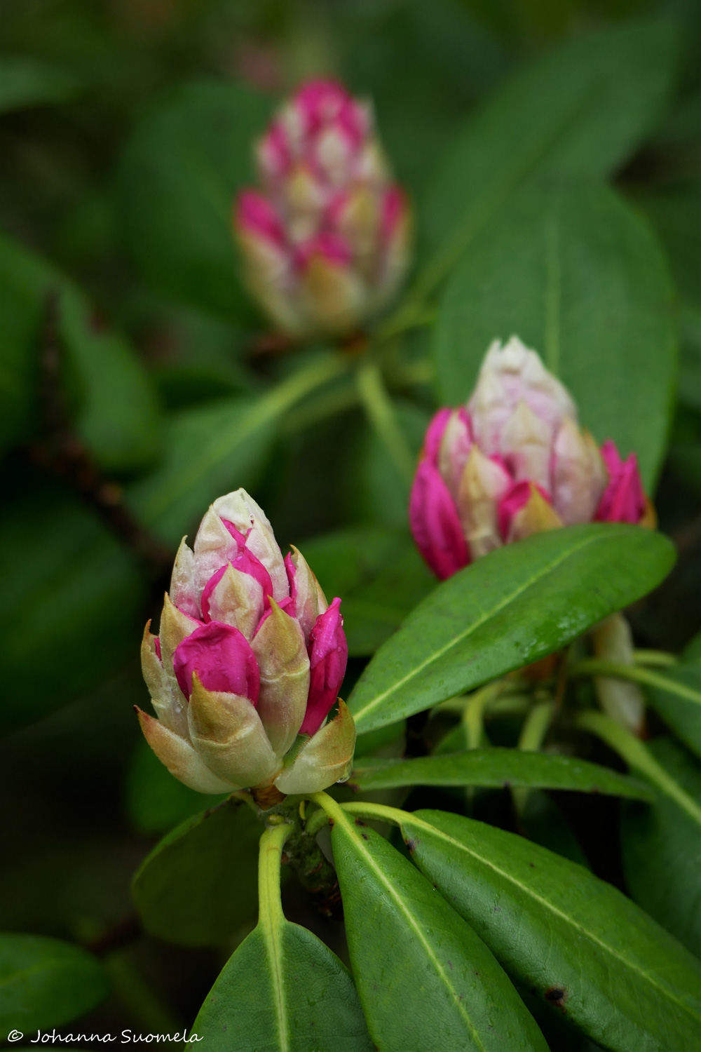 HaaganAlppiruusupuisto