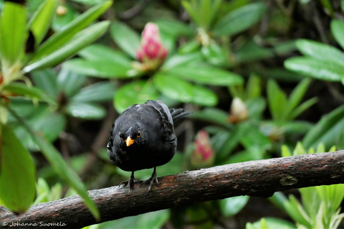 HaaganAlppiruusupuisto