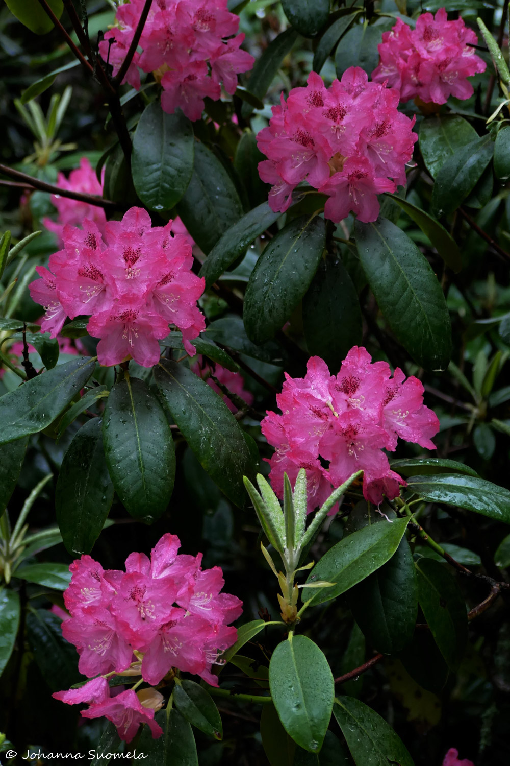 Haagan Alppiruusupuisto