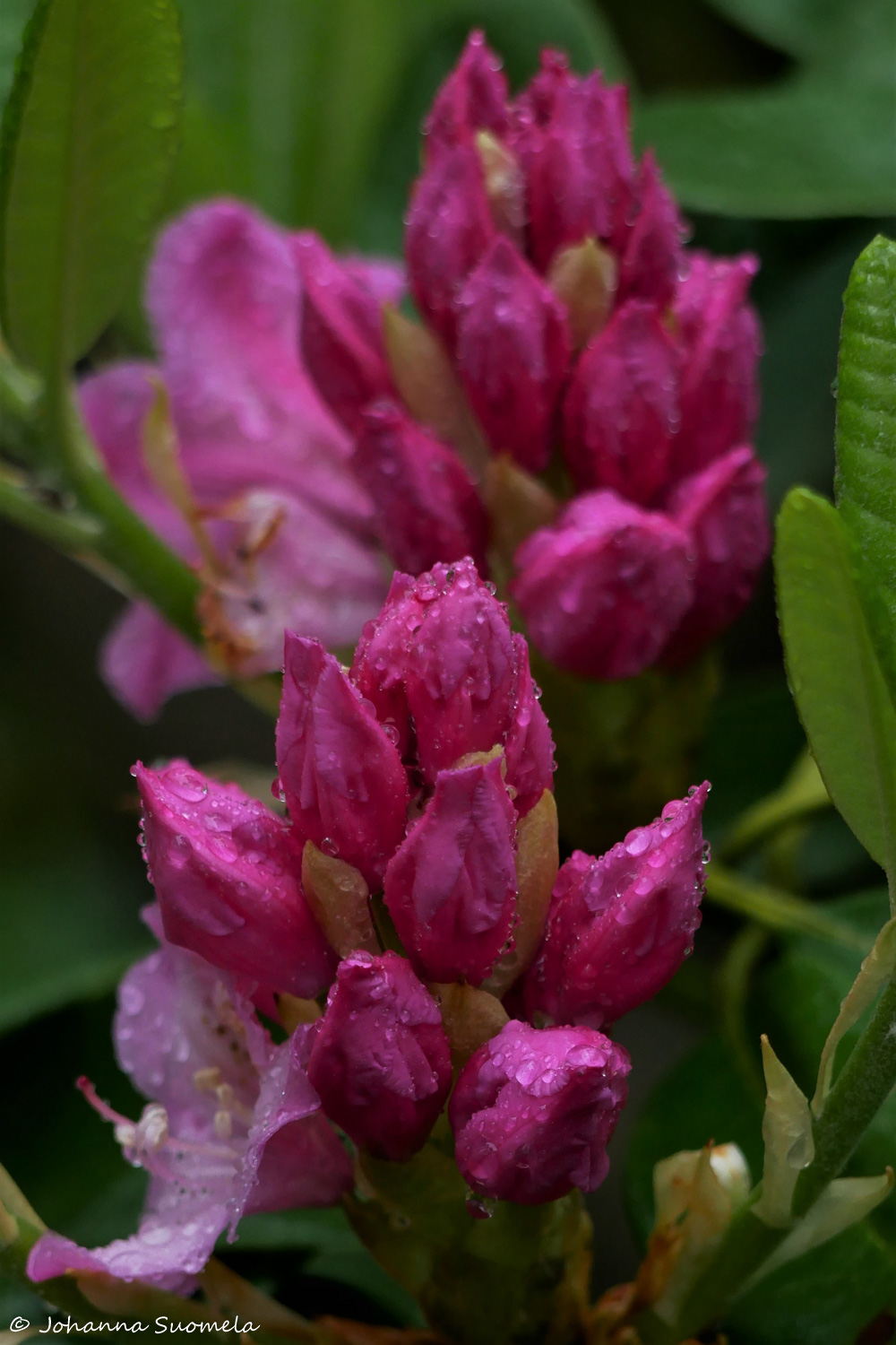 HaaganAlppiruusupuisto