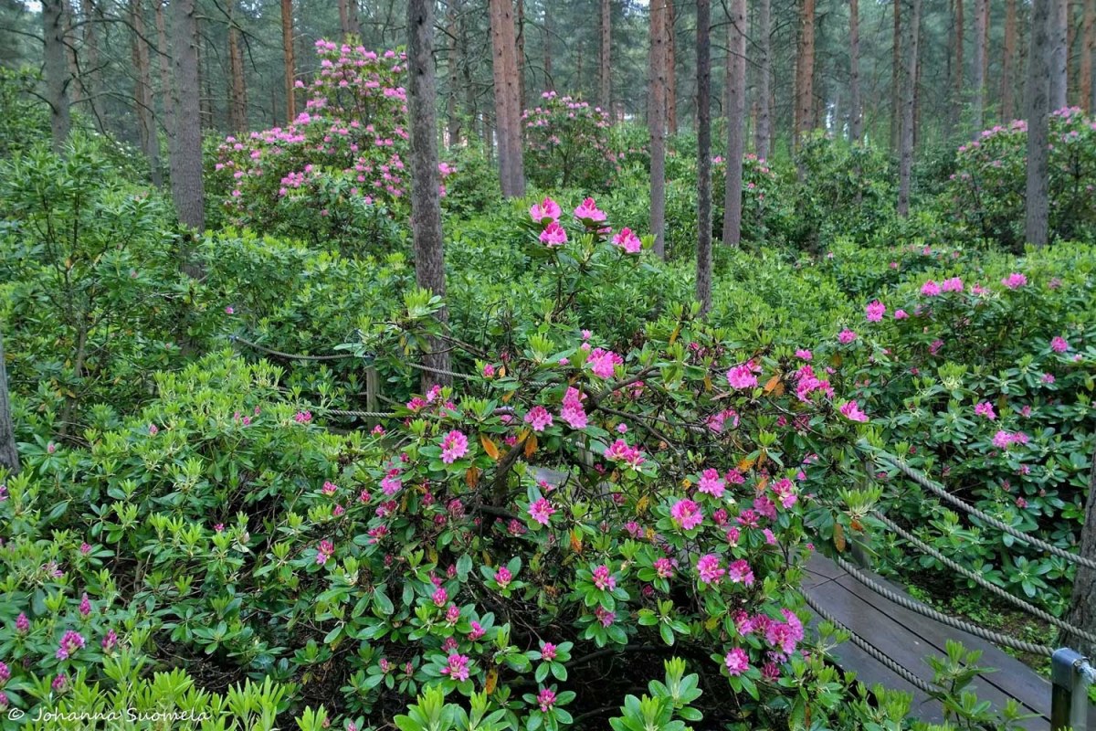 Haagan Alppiruusupuisto