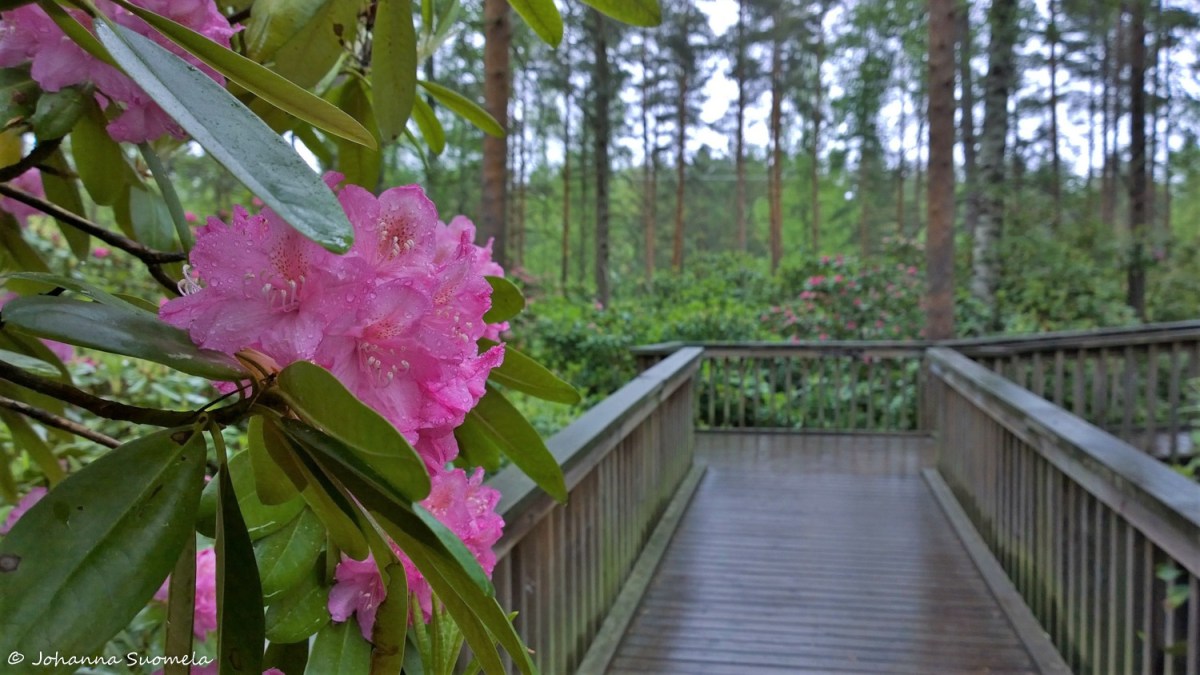 HaaganAlppiruusupuisto