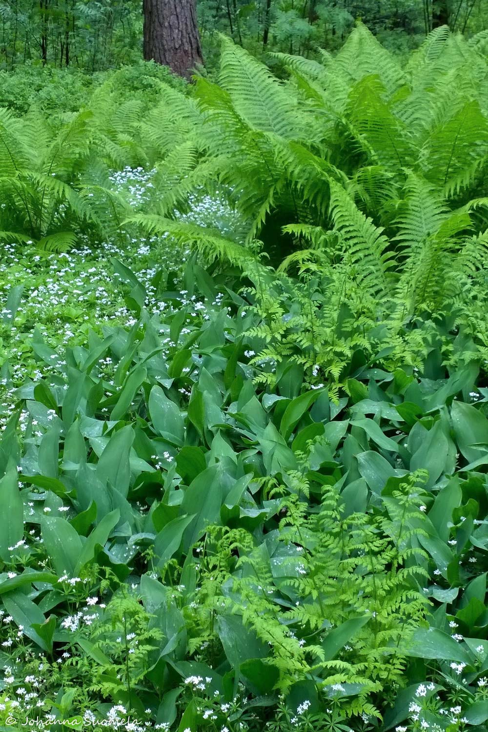 Haagan Alppiruusupuisto