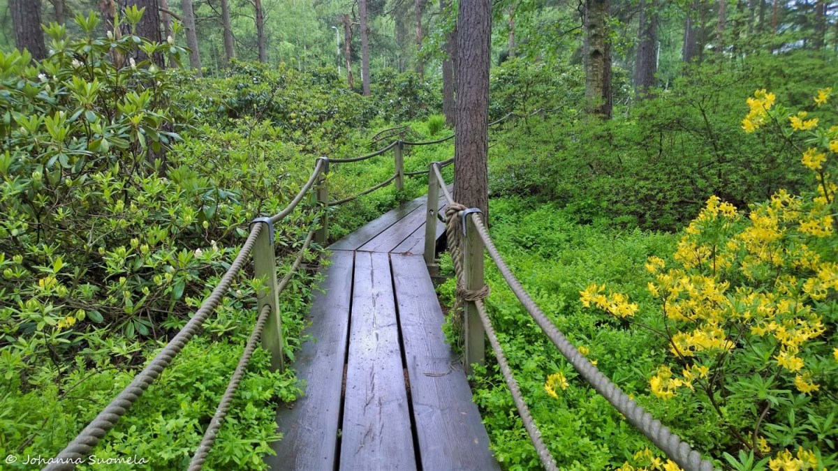 HaaganAlppiruusupuisto