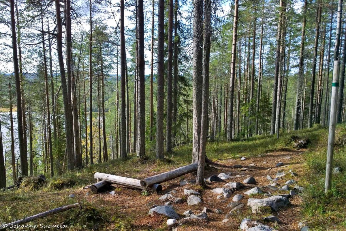 Iivaara20200911152918