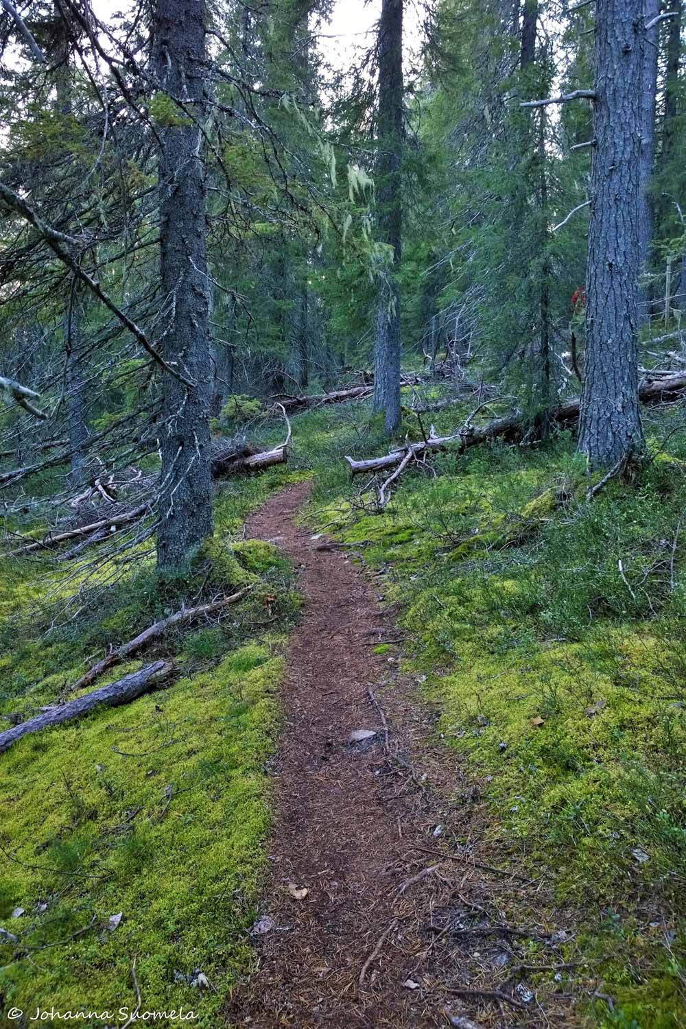 Iivaara20200911184052