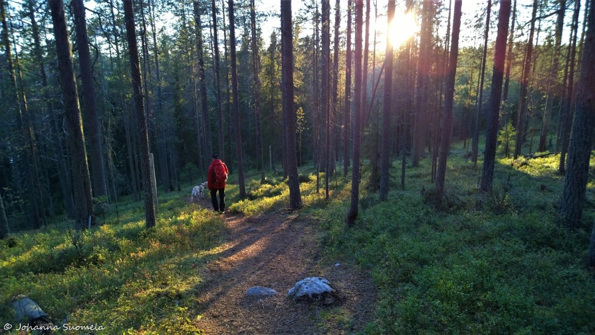 Iivaara20200911190120