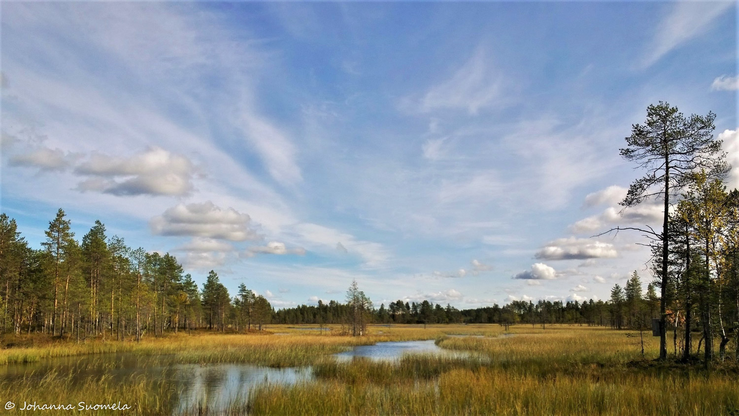 Piikstammi20200911135838