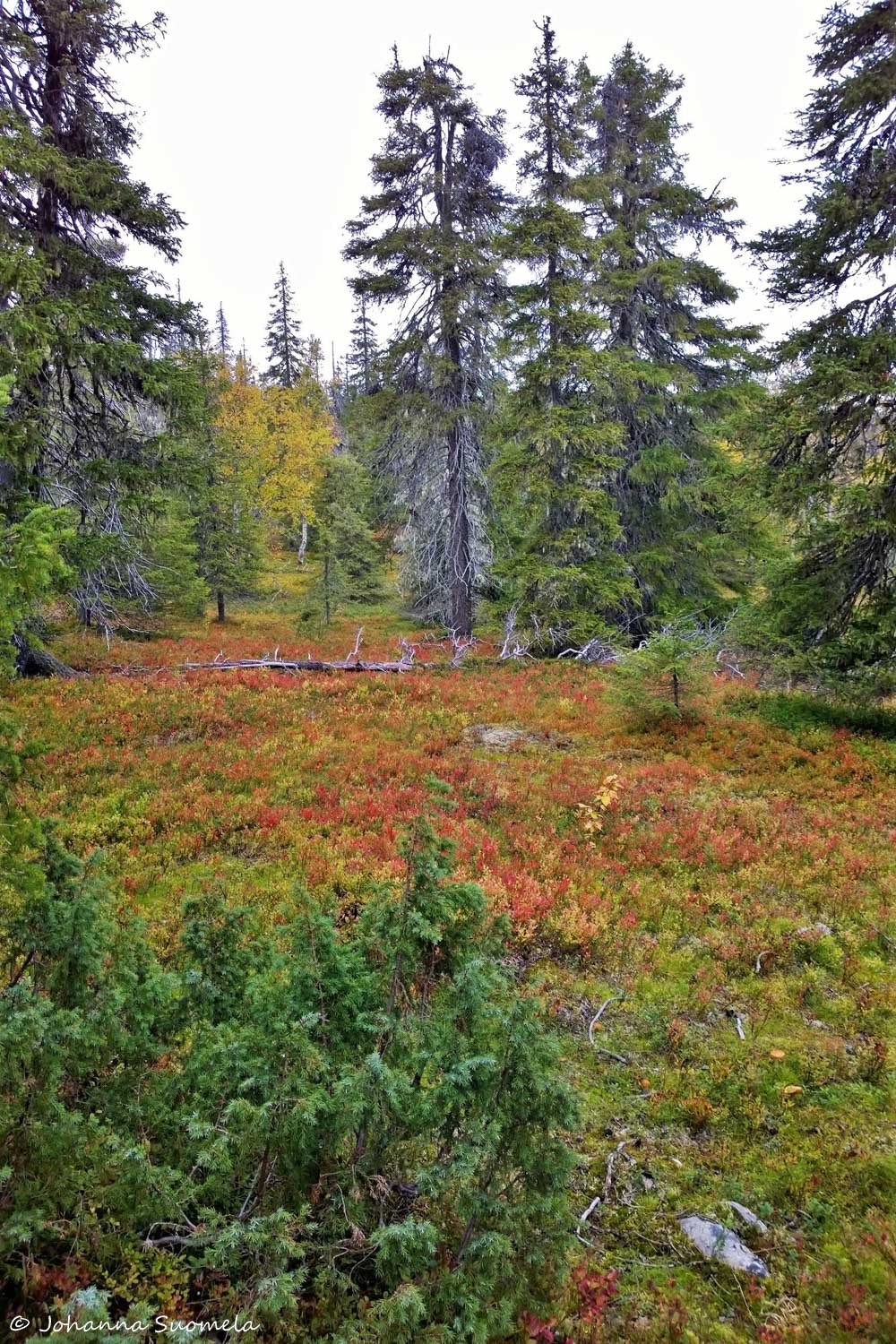 Riisitunturi20200910145853